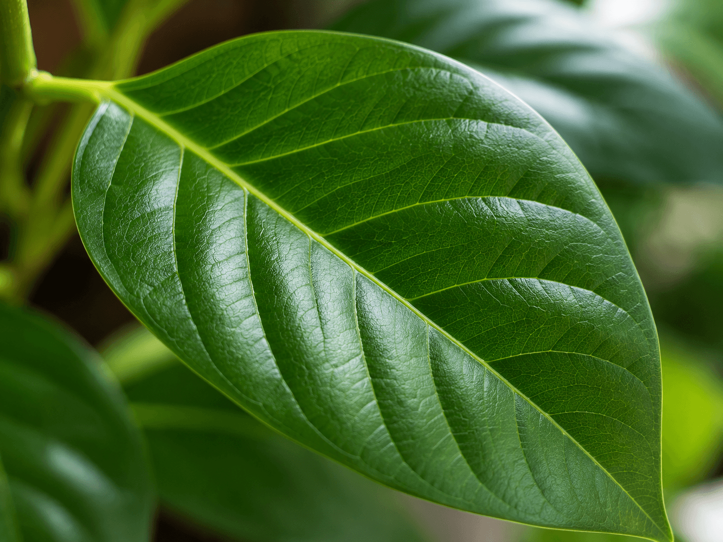 close-up of a healthy leaf